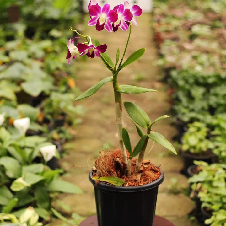 Dendrobium Orchid Flower Seeds Heirloom Non-GMO High Germination Organic Garden Seeds for Planting