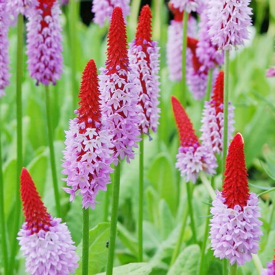 orchid primrose flower seeds