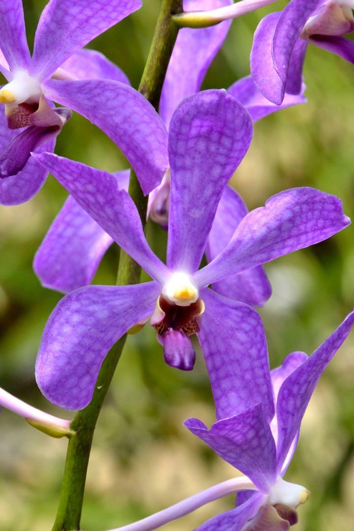 Lavender Orchid Flower Seeds – Heirloom, Non-GMO, High Germination Seeds