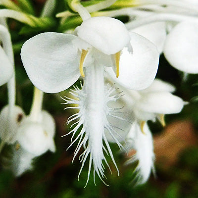 White Platanthera Flower Seeds Heirloom Non-GMO High Germination Organic Garden Seeds for Planting