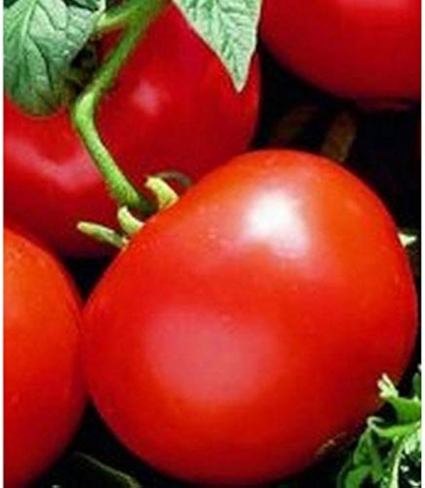 red oregon flower seeds