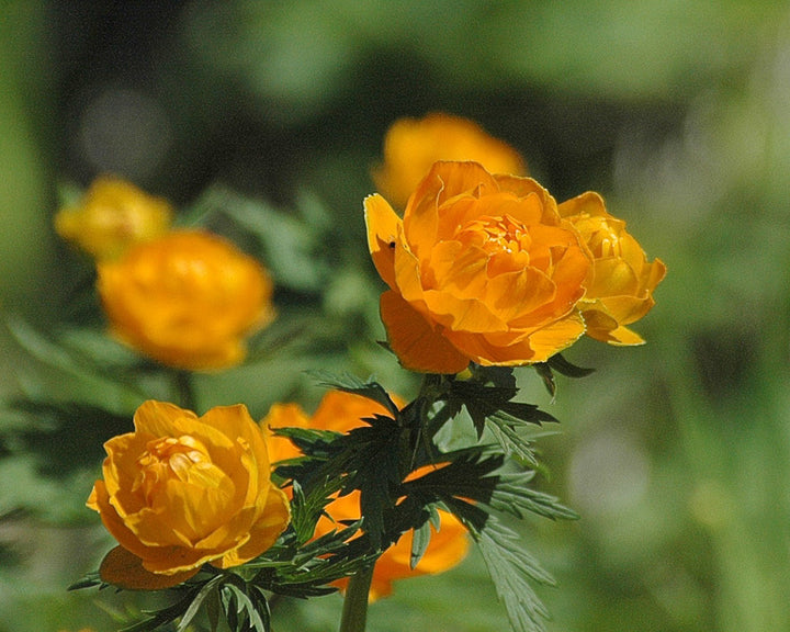 Orange Trollius Ircuticus Flower Seeds for Planting – Heirloom Non-GMO Organic Garden Seeds