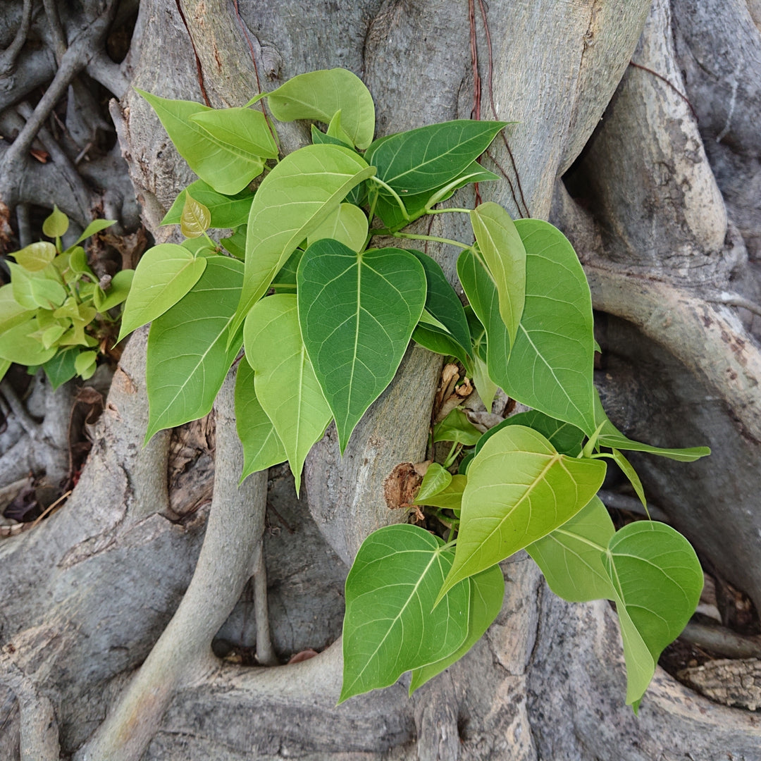 Green Ficus Rumphii Flowers Seeds – Heirloom, Non-GMO, High Germination Seeds