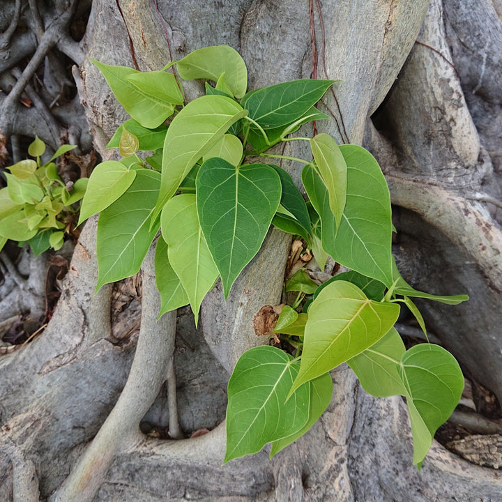 Green Ficus Rumphii Flowers Seeds – Heirloom, Non-GMO, High Germination Seeds