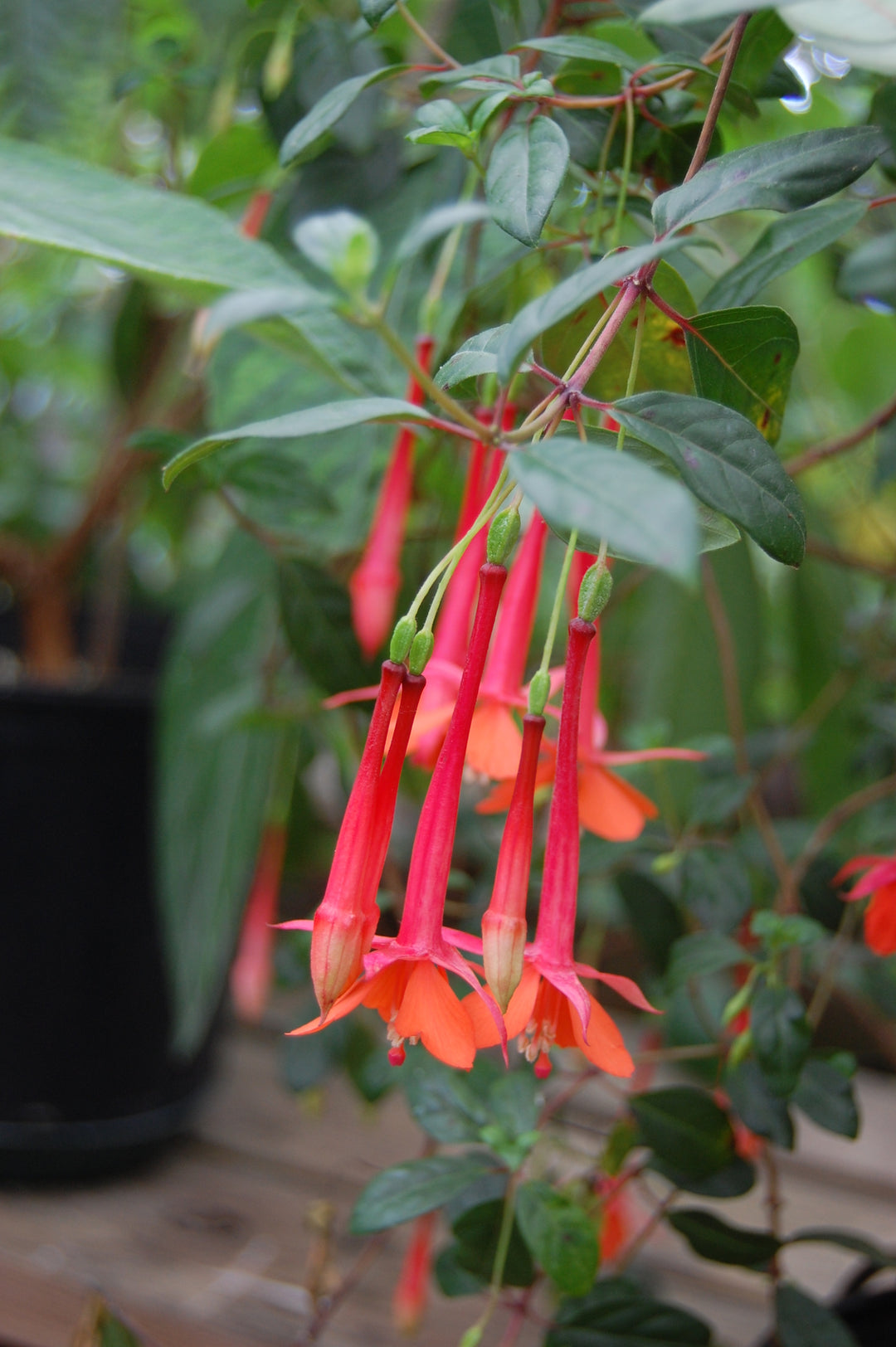 Red Fuchsia Flower Seeds – Heirloom, Non-GMO, High Germination Organic Seeds