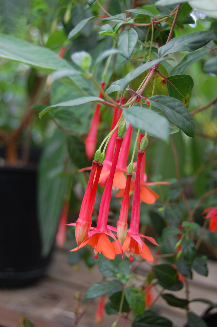 Red Fuchsia Flower Seeds – Heirloom, Non-GMO, High Germination Organic Seeds