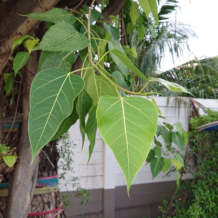 Green Ficus Rumphii Flowers Seeds – Heirloom, Non-GMO, High Germination Seeds