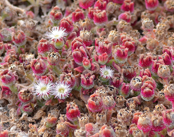 Aizoaceae Flower Seeds for Planting – Heirloom Non-GMO High Germination Seeds