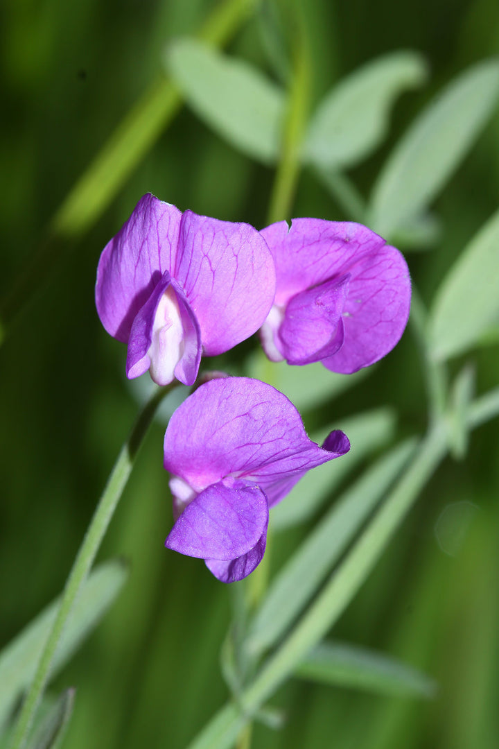 Lathyrus Flower Seeds Purple Heirloom Non-GMO High Germination Organic Garden Seeds for Planting