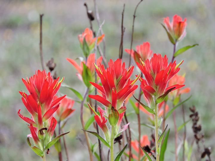 Castilleja Flower Seeds Red – Heirloom, Non-GMO, High Germination Organic Seeds