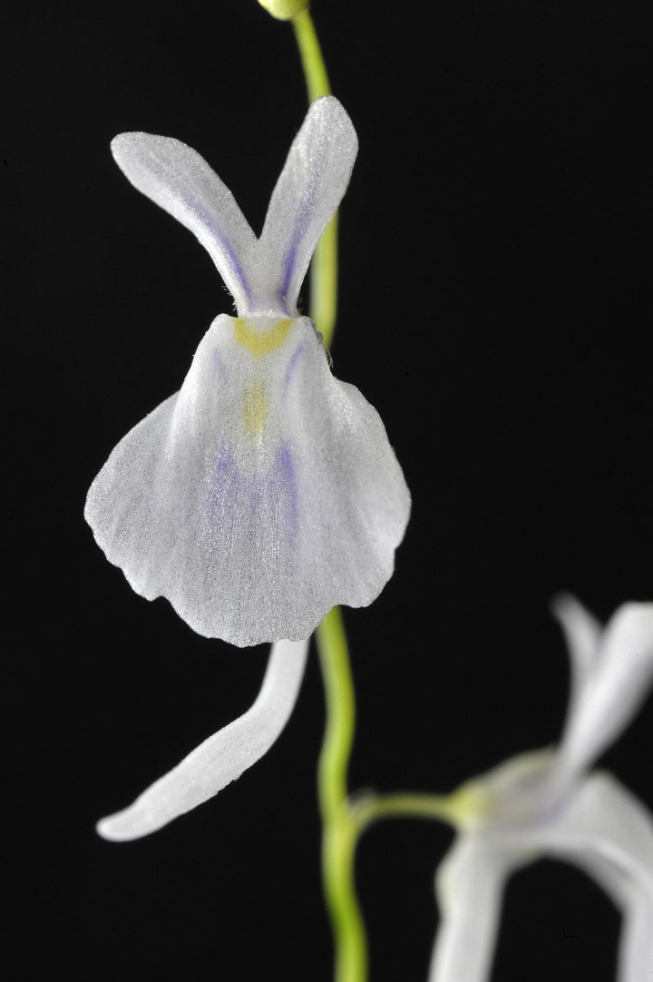 White Calceolaria Uniflora Flower Seeds – Heirloom Non-GMO High Germination Organic Garden