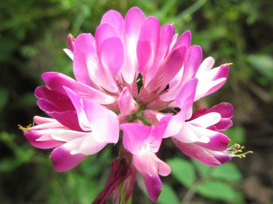 Semillas de flor de Astrágalo rosa para plantar – Semillas orgánicas reliquia sin OMG de alta germinación