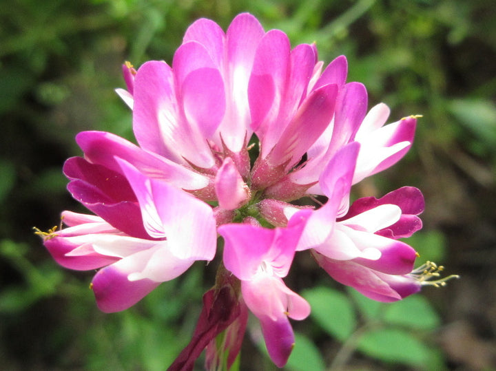Semillas de flor de Astrágalo rosa para plantar – Semillas orgánicas reliquia sin OMG de alta germinación