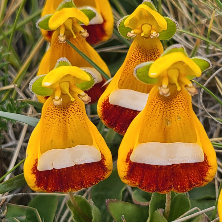 Calceolaria Uniflora Flower Seeds – Heirloom, Non-GMO, High Germination Organic Garden Seeds