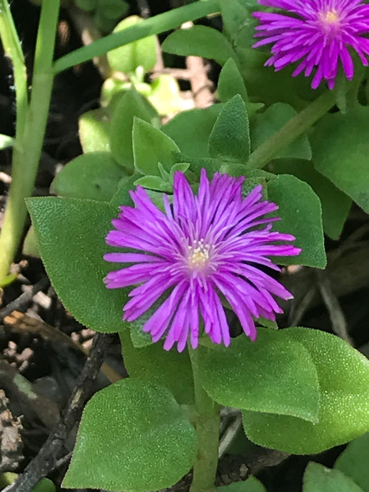 Purple Aptenia Flower Seeds for Planting – Heirloom Non-GMO High Germination Organic Seeds