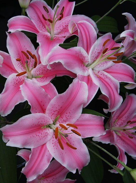 Clivia Flower Seeds Perennial Pink – Heirloom Non-GMO High Germination Organic Seeds