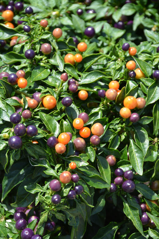 ornamental chilli flower seeds