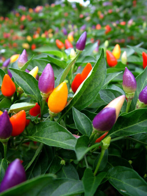 ornamental chilli flower seeds