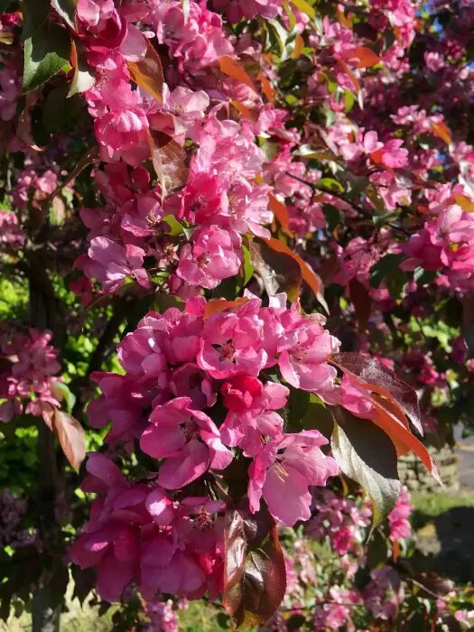 Apple Blossom Flower Seeds Pink for Planting – Heirloom Non-GMO High Germination Organic Seeds