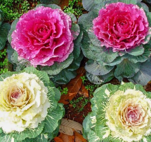 ornamental kale flower seeds