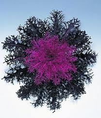 ornamentalkalepeacockredimportedheirloomnongmohighgerminationorganicgarden flower seeds
