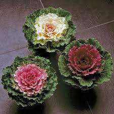 ornamental kale flower seeds