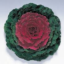 ornamentalkalepigeonredfimportedheirloomnongmohighgerminationorganicgarden flower seeds