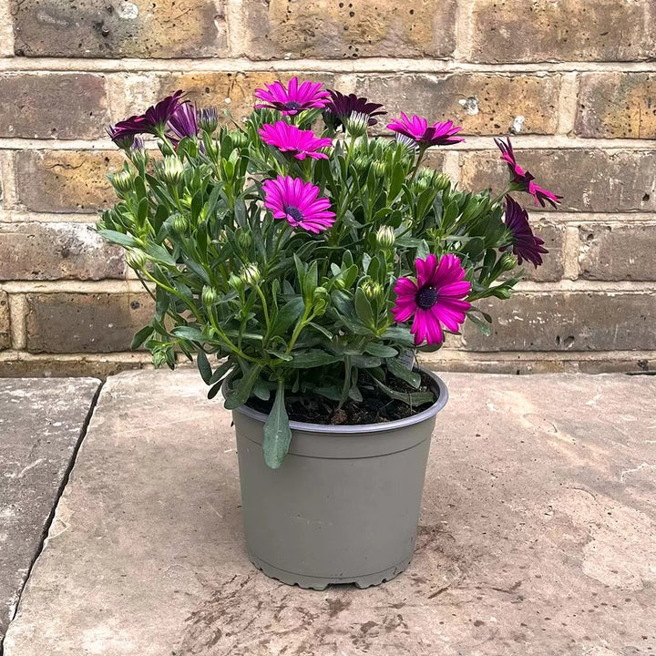 Pink Osteospermum Flower Seeds – Heirloom, Non-GMO, High Germination Organic Garden Seeds for Planting