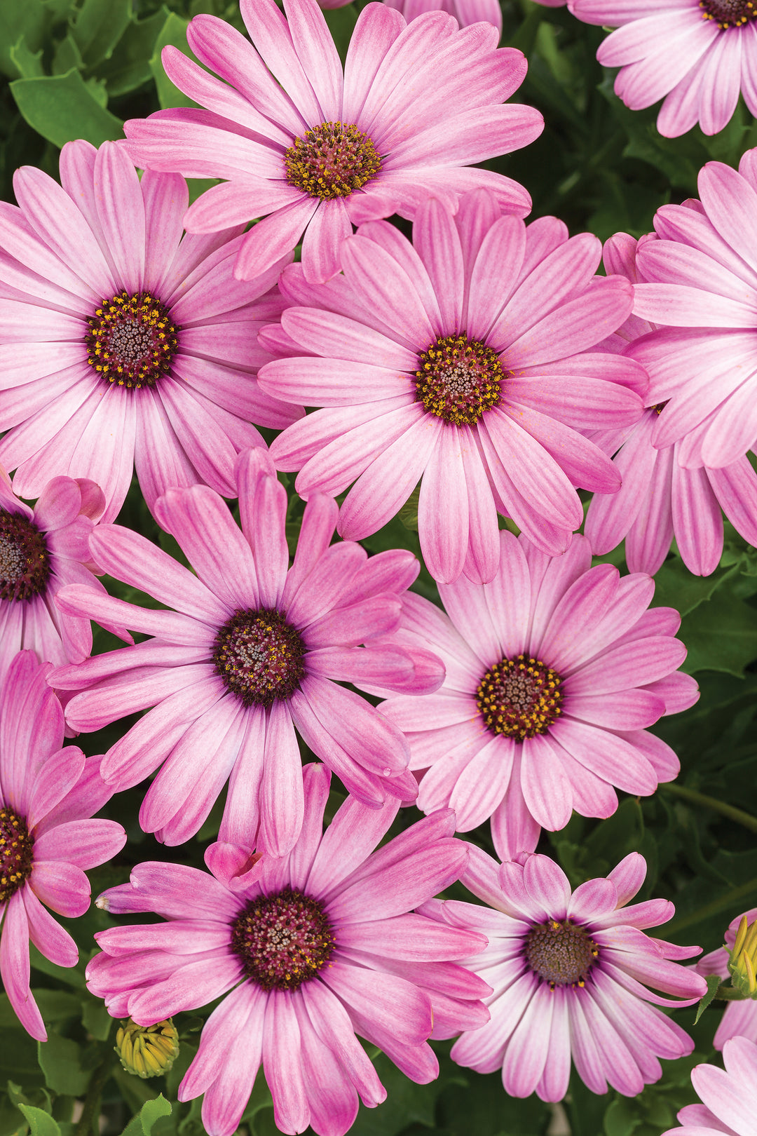 Light Pink Osteospermum Flower Seeds – Heirloom, Non-GMO, High Germination Seeds