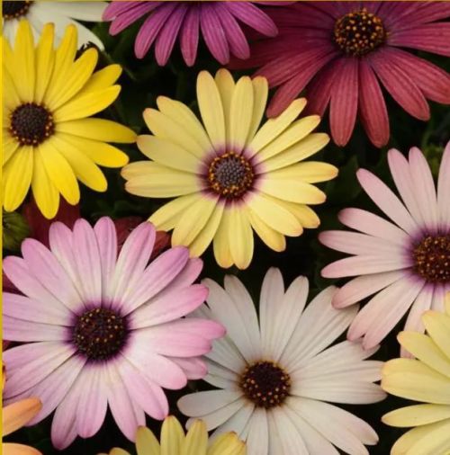osteospermum akila flower seeds