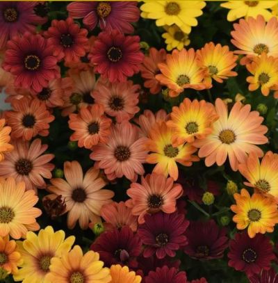 osteospermumakilasunsetshadesimportedheirloomnongmohighgerminationorganicgarden flower seeds