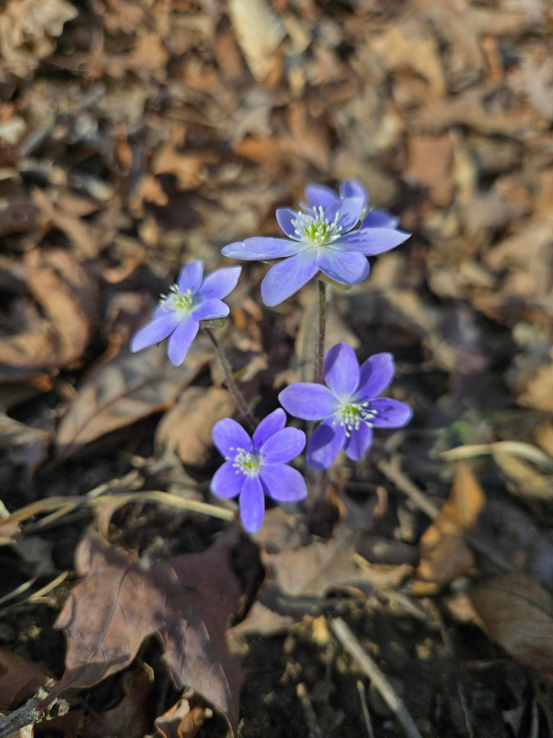 Hepatica Flower Seeds – Heirloom, Non-GMO, High Germination Organic Garden Seeds