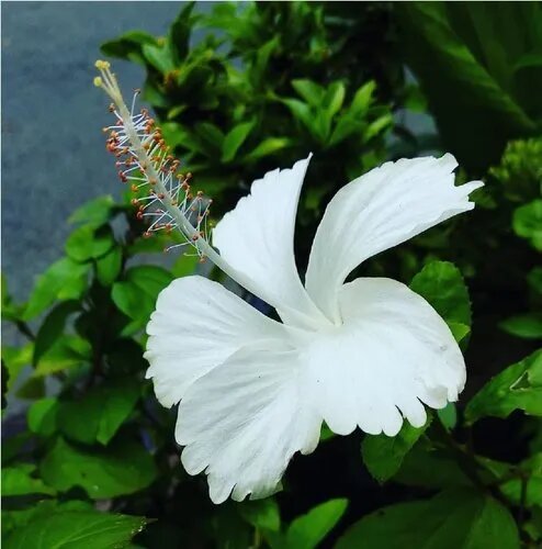 Semillas de flor de hibisco blanco – Cimiente, no transgénico, semillas de alta germinación