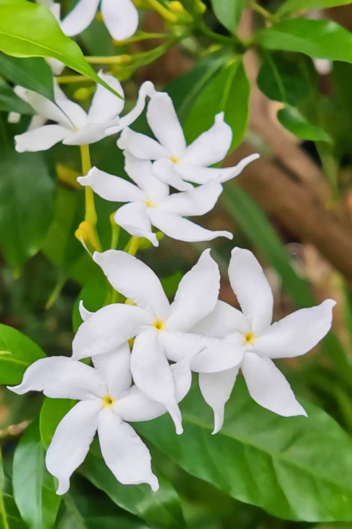 White Tabernaemontana Flower Seeds – Heirloom, Non-GMO, High Germination Organic Garden Seeds for Planting
