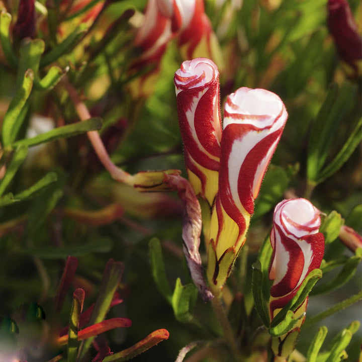 Maroon Oxalis Versicolor Flower Seeds – Heirloom, Non-GMO, High Germination Seeds