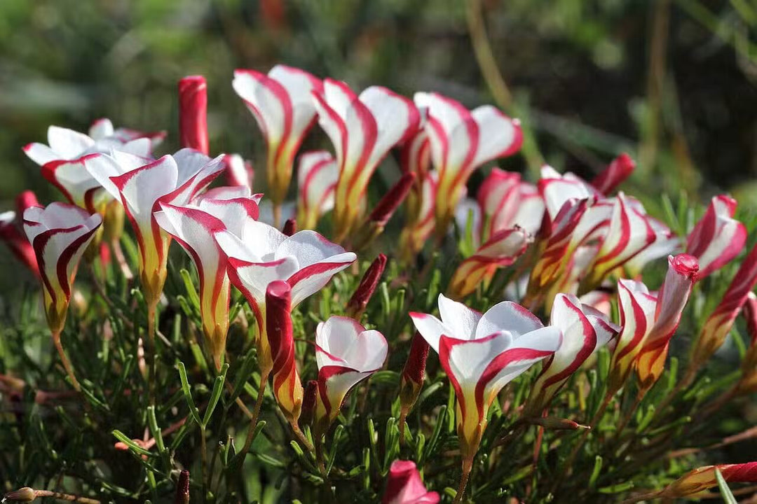 Semillas de flores de Oxalis blanco rojo para plantar – Semillas de jardín orgánicas reliquia sin OMG de alta germinación