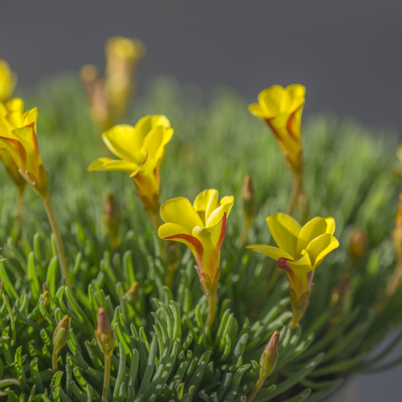 Oxalis versicolor Flower Seeds Yellow Red – Heirloom, Non-GMO, High Germination Seeds