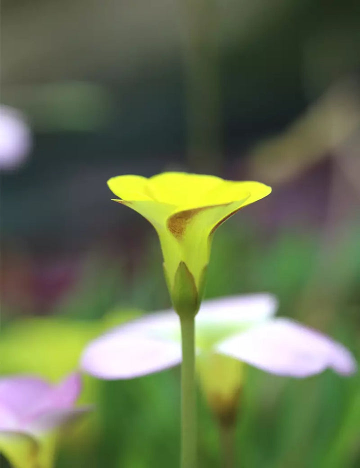 Oxalis Flower Seeds Yellow – Heirloom, Non-GMO, High Germination Seeds