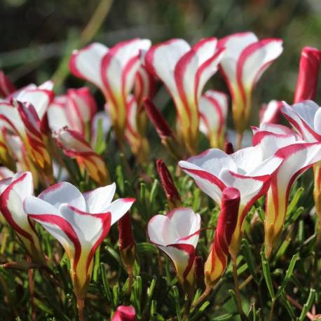 White Pink Oxalis Versicolor Flower Seeds Heirloom Non-GMO High Germination Organic Garden Seeds for Planting