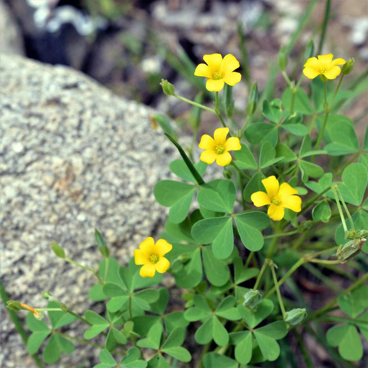 Oxalis Flower Seeds Yellow Perennial – Heirloom, Non-GMO, High Germination Seeds