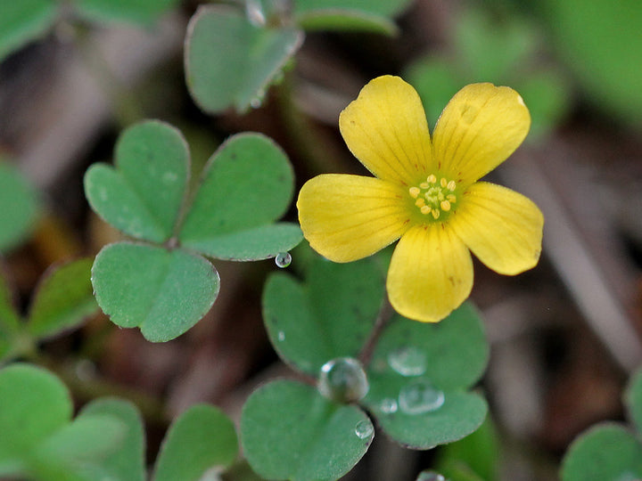 Yellow Oxalis Flower Seeds – Heirloom, Non-GMO, High Germination Seeds