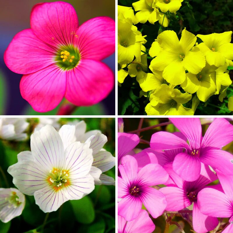 Mixed Oxalis Obtusa Flower Seeds – Heirloom, Non-GMO, High Germination Seeds
