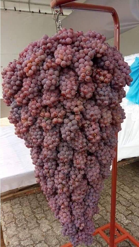 Giant Grapes Seeds for Planting – Heirloom Non-GMO High Germination Organic Garden Seeds