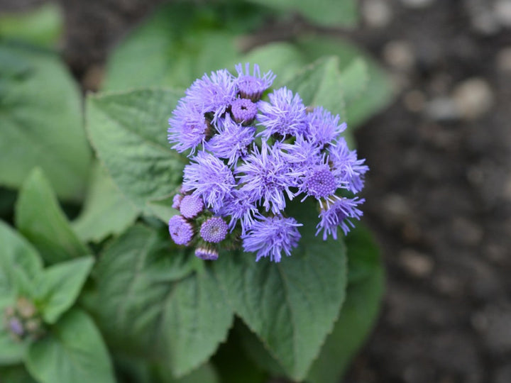 Ageratum Houstonianum Flower Seeds for Planting – Heirloom Non-GMO High Germination Seeds