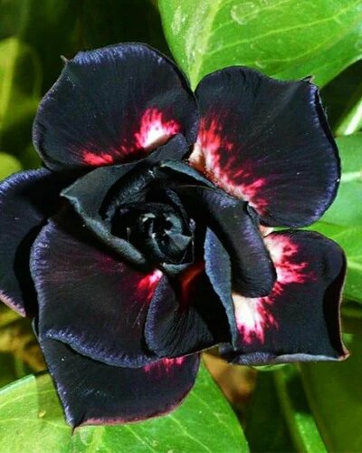 Black Adenium Flower Seeds for Planting – Heirloom, Non-GMO, Organic Garden Seeds
