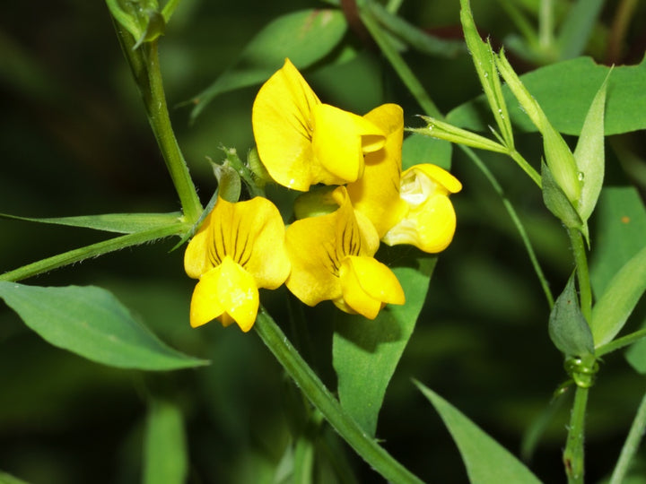 Yellow Lathyrus Odoratus Flower Seeds – Heirloom, Non-GMO, High Germination Seeds