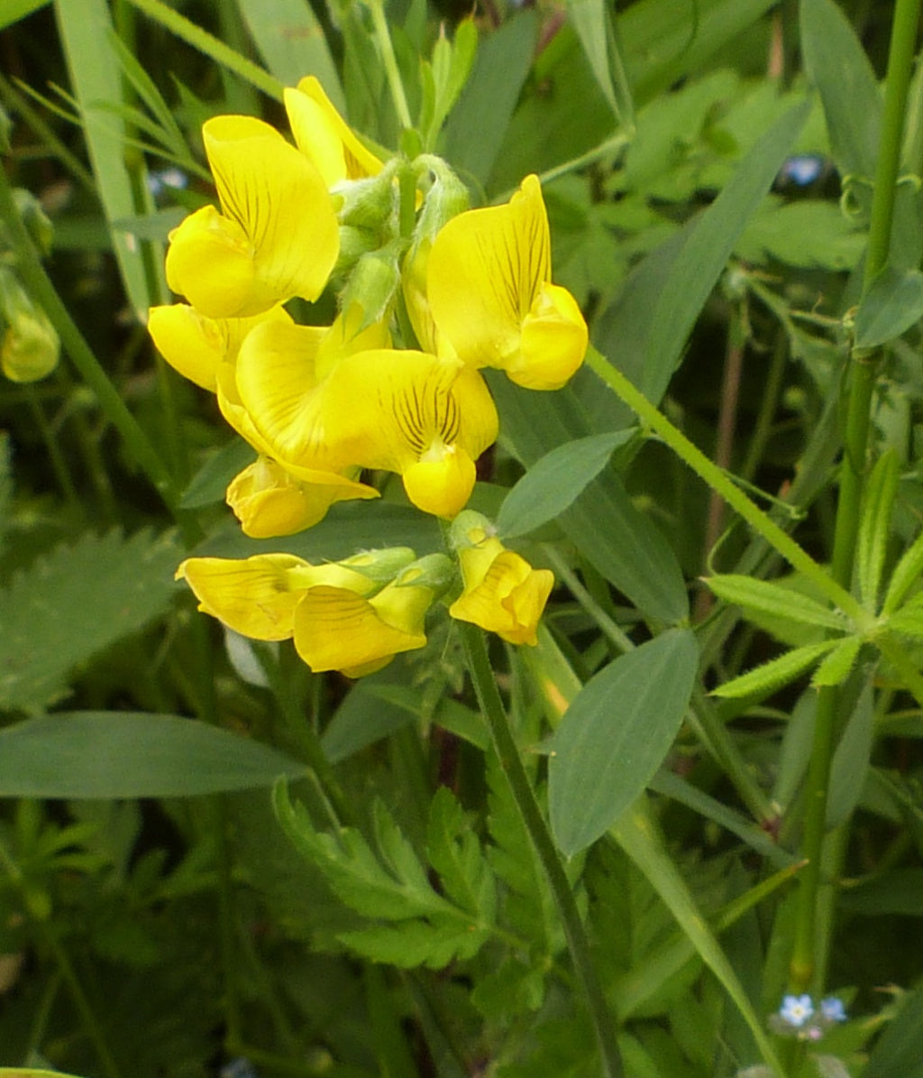 Lathyrus Flower Seeds Yellow – Heirloom, Non-GMO, High Germination Seeds