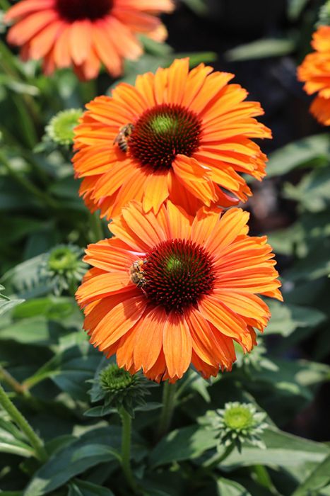 Echinacea Tangerine Flower Seeds – Heirloom, Non-GMO, High Germination Seeds