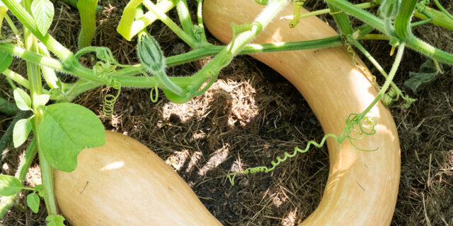 Tromba Albenga herb seeds