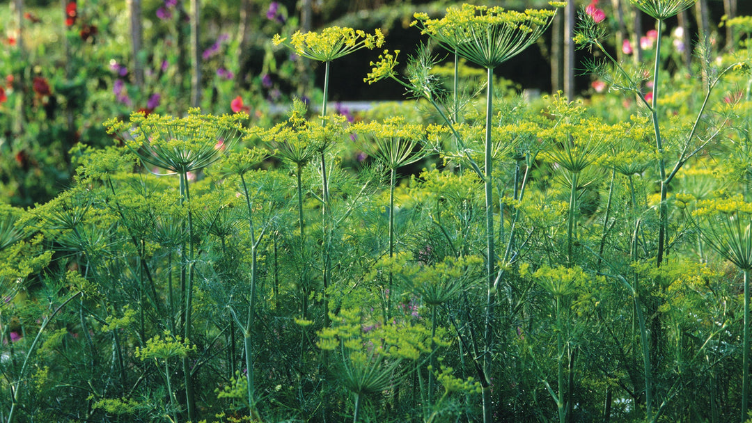 dill compact flower seeds